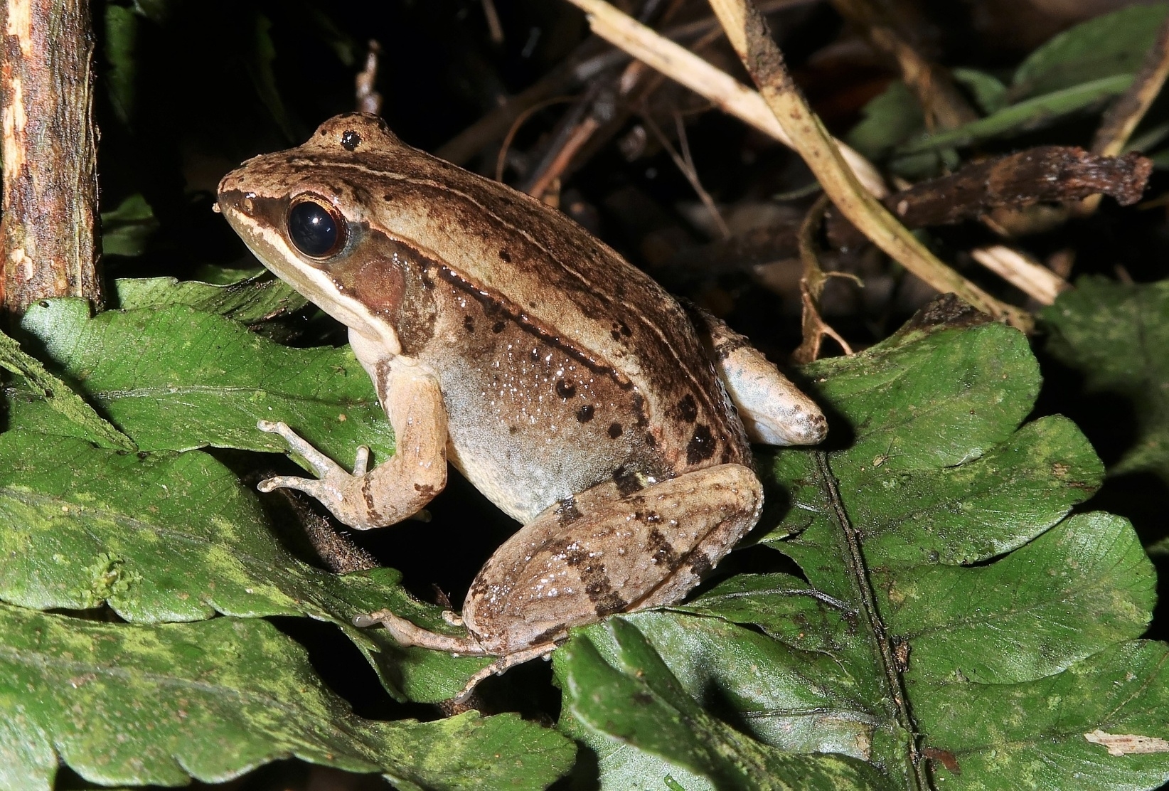 news_new_frog